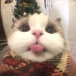 Ismael Ceballos avatar